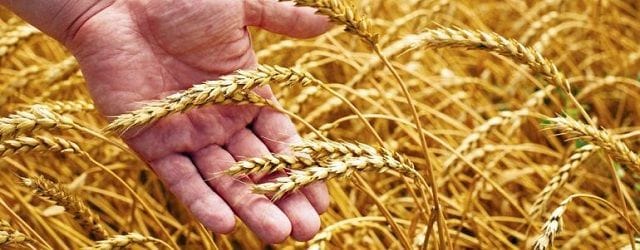 agricultura